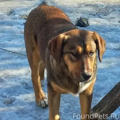 Пропал пёс, в районе остановки Заря Волгограда