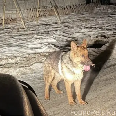 Найден кобель немецкой овчарки, район вокзал-гавань
