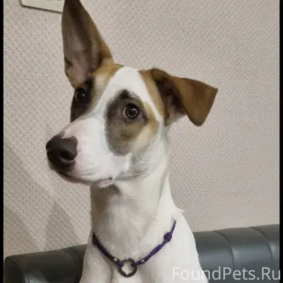 Пропала собака, белая ксоло в шерсти, сука