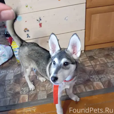 Найден щенок-девочка, Софрино