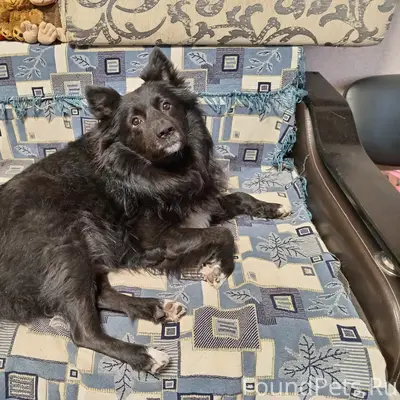 Пропала собака, район вечного огня