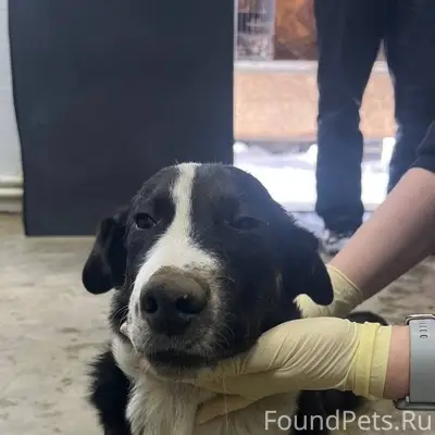 Пропал кобель, Миасс, район церкви Старая часть