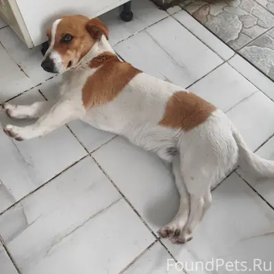 Пропала собака, Поповка