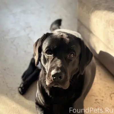 Пропал лабрадор Гордон, Казань, Северный посёлок