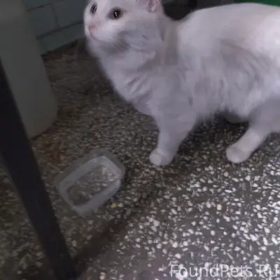 Найден кот, район больницы