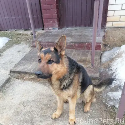 Пропала собака, Лужки