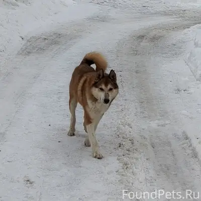 Пропал пёс, ПМК