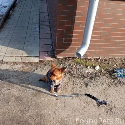 Найден тип собака, район магазина Джем