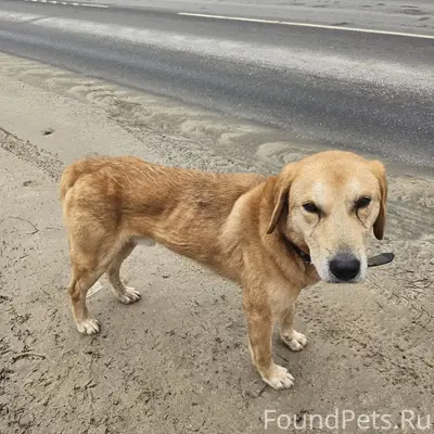 Найден кобель похож на русскую гончую, трасса Спасск-Рязанская