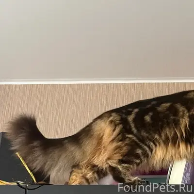 Пропала кошка Мейн-кун Аляска, Район 60 дома