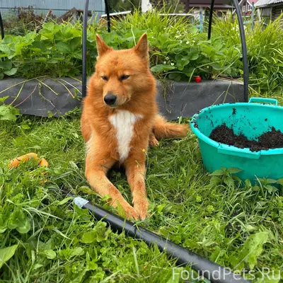 Пропал карело-финская лайка, Дырнос, Колос