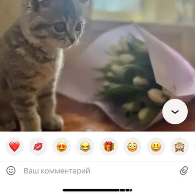 Пропал котёнок Фёдор, район ул. Репина