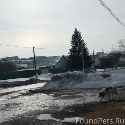 Пропала собака, улица Таналычка