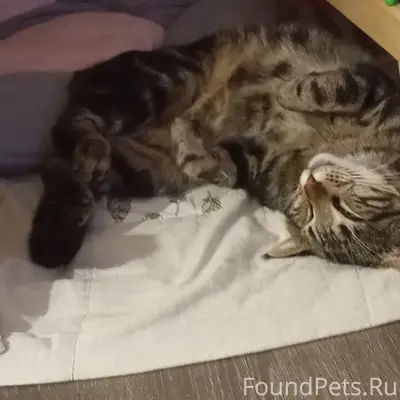 Пропал кот Лакки, посёлок Береговое