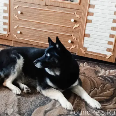 Пропала собака Хана, р-н ваи