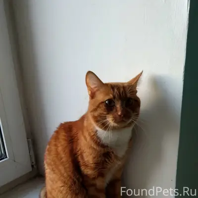 Найдена кошка, Шекснинский д.30