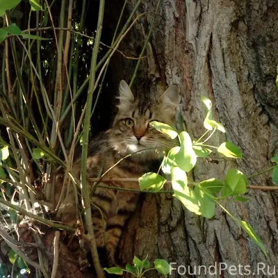 Пропал кот, Бутурлиновка, Воронежская обл.