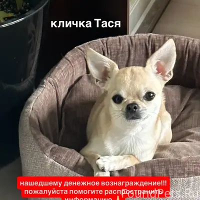 Пропала Чихуахуа Тася, Анненки