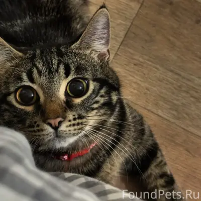 Пропал кот Тима, поворот в посёлок Сосновый