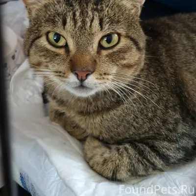 Найден шпротный кот Босс, Автозавод