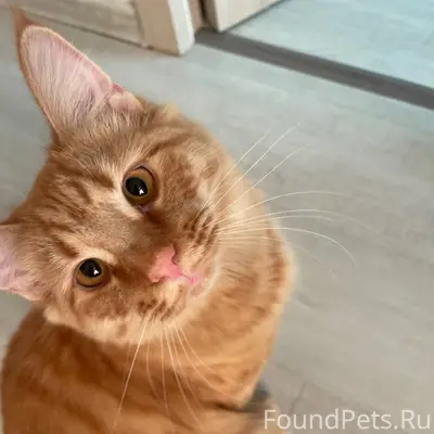 Пропала кошка Вафля, Ангарск