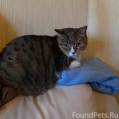 Найден домашний кот, Колпино