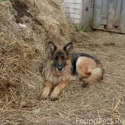 Найден пёс с ошейником, деревня Козино