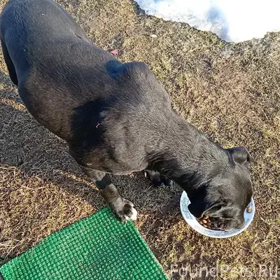 Пропала собака, Савиново