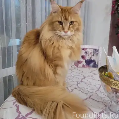 Пропал кот, хромает на заднюю лапу, район ул. Краснознаменная