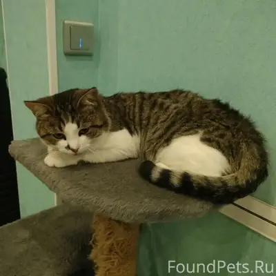 Пропал кот Мурчик