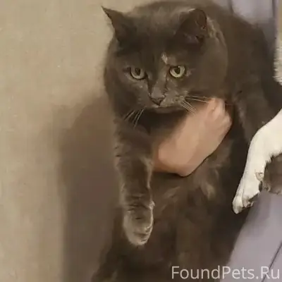 Пропала короткошёрстная кошка, ЖК Мечта Ягодное