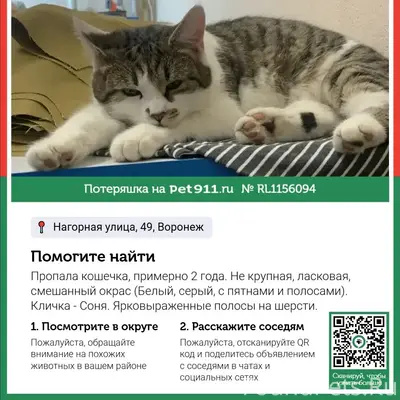 Пропала кошка, возможно в любом районе Воронежа