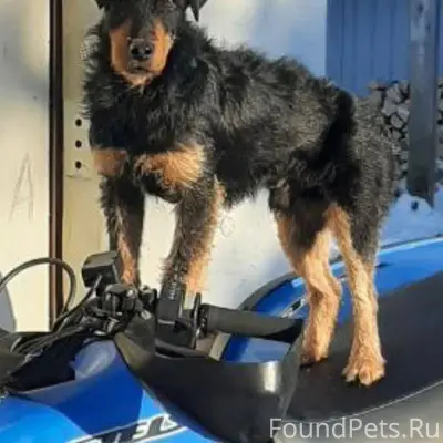 Пропал ягдтерьер Чарли, Дмитров