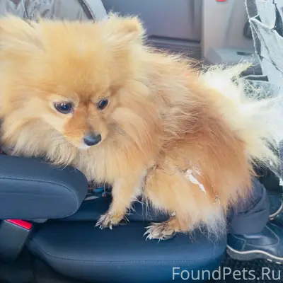 Найден померанский шпиц, Кабанск