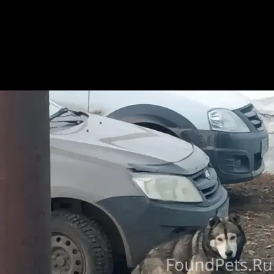 Пропала собака, Село Учалы (Барвиха)