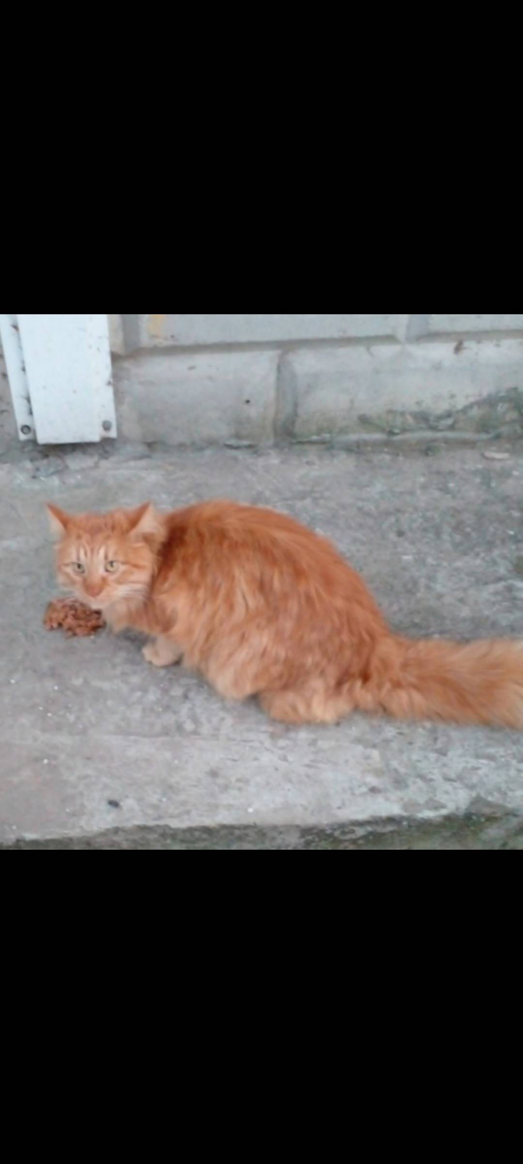 Найден кот, Ликино-Дулёво