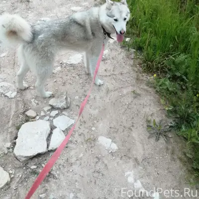 Пропала собака,