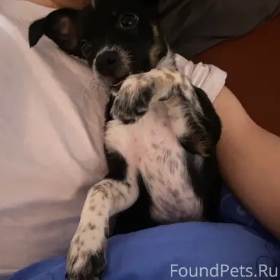 Пропала девочка щенок, возле пятой школы