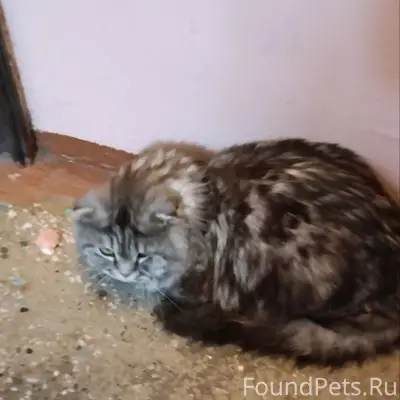 Найден кот, Левый берег