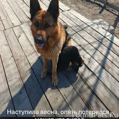 Пропал Рекс, немецкая овчарка, п. Раздольное
