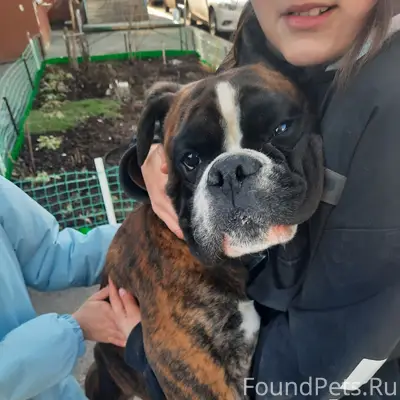 Пропала собака, Суздалка