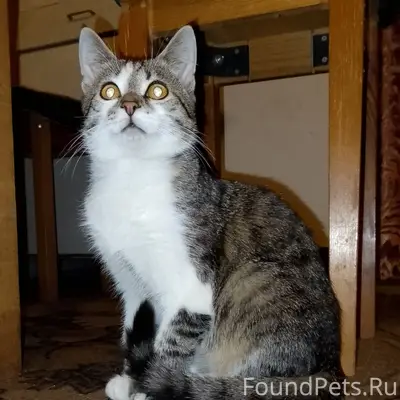 Пропал кот Тишка, район Горняков