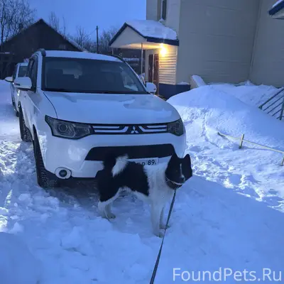 Пропал Алтай, собака