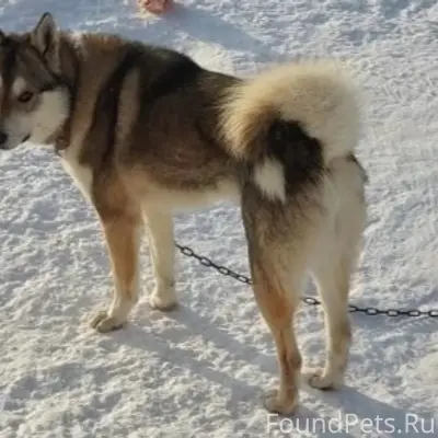 Пропал кобель лайка, мкрн Строитель