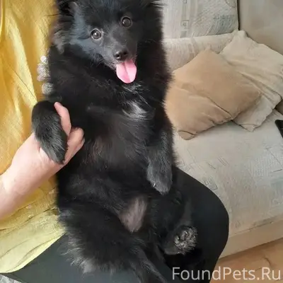 Найден шпиц, чёрный, Красносельский район