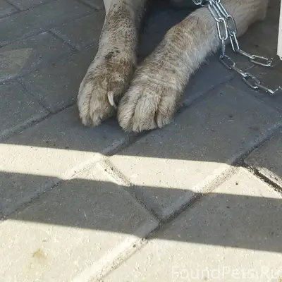 Найден алабай, заволгой район