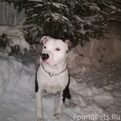 Пропал пес Орион, район сц Скала