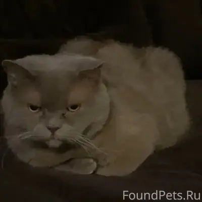 Пропал британский кот Цезарь, Тольятти Центральный район