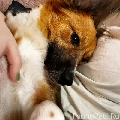 Пропала собака Лисена, район намыва