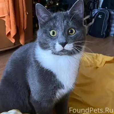 Пропал кот Тихон, район Панковки